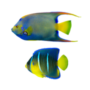 Queen Angel Fish