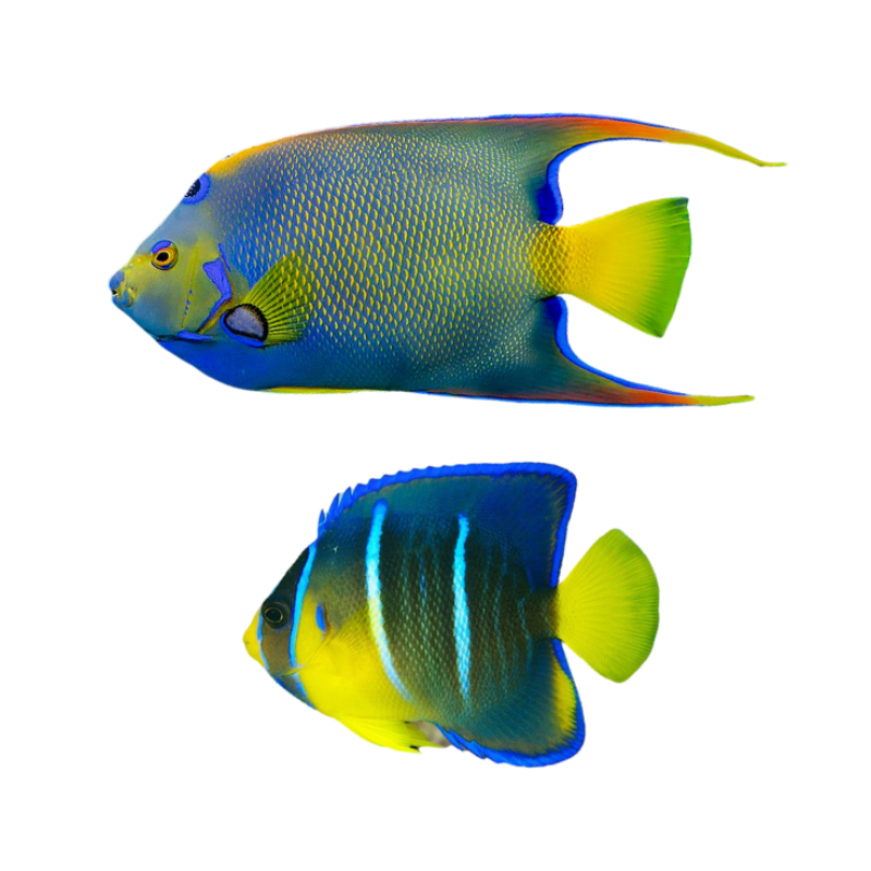 Queen Angel Fish