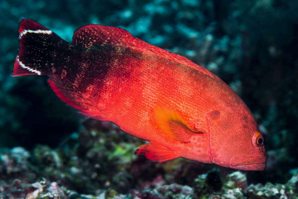 V-Tail Grouper