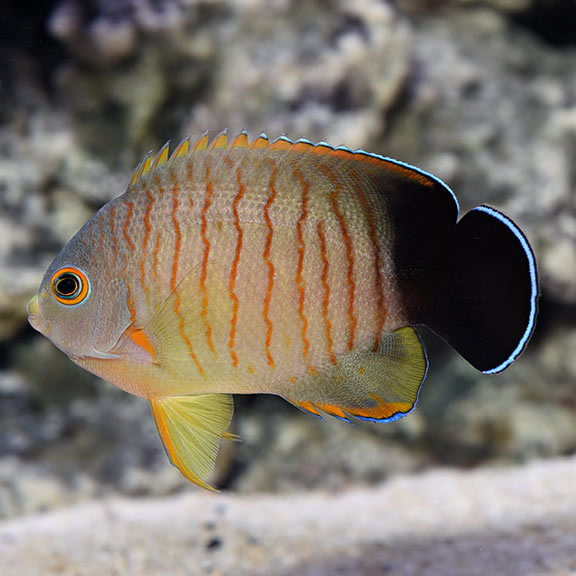 Eibli Angel Fish