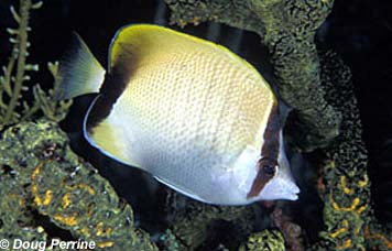 Reef Butterfly