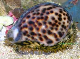 Tiger Cowrie