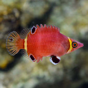 Possum Wrasse