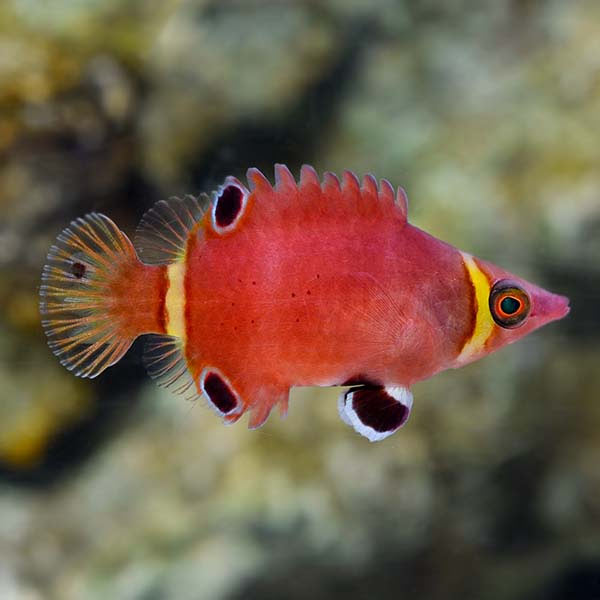 Possum Wrasse