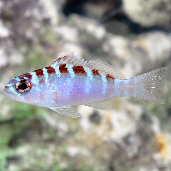 Basslet