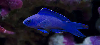 Basslet