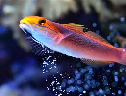 Bella Goby