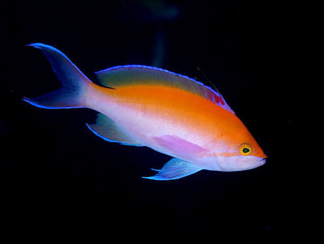 Bicolor Anthias