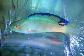 Black Fin Fairy Wrasse