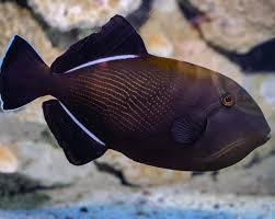 Hawaiian Black Trigger