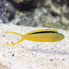 Canary Blenny