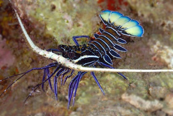 Blue Spiny Lobster