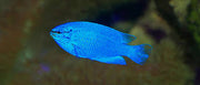 Blue Damsel