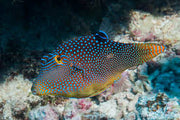 Blue spot Puffer