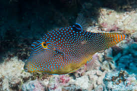 Blue spot Puffer