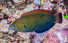 Blue Spotted Tamarin Wrasse