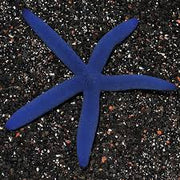 blue starfish