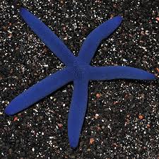 blue starfish