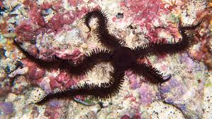 Brittle Starfish