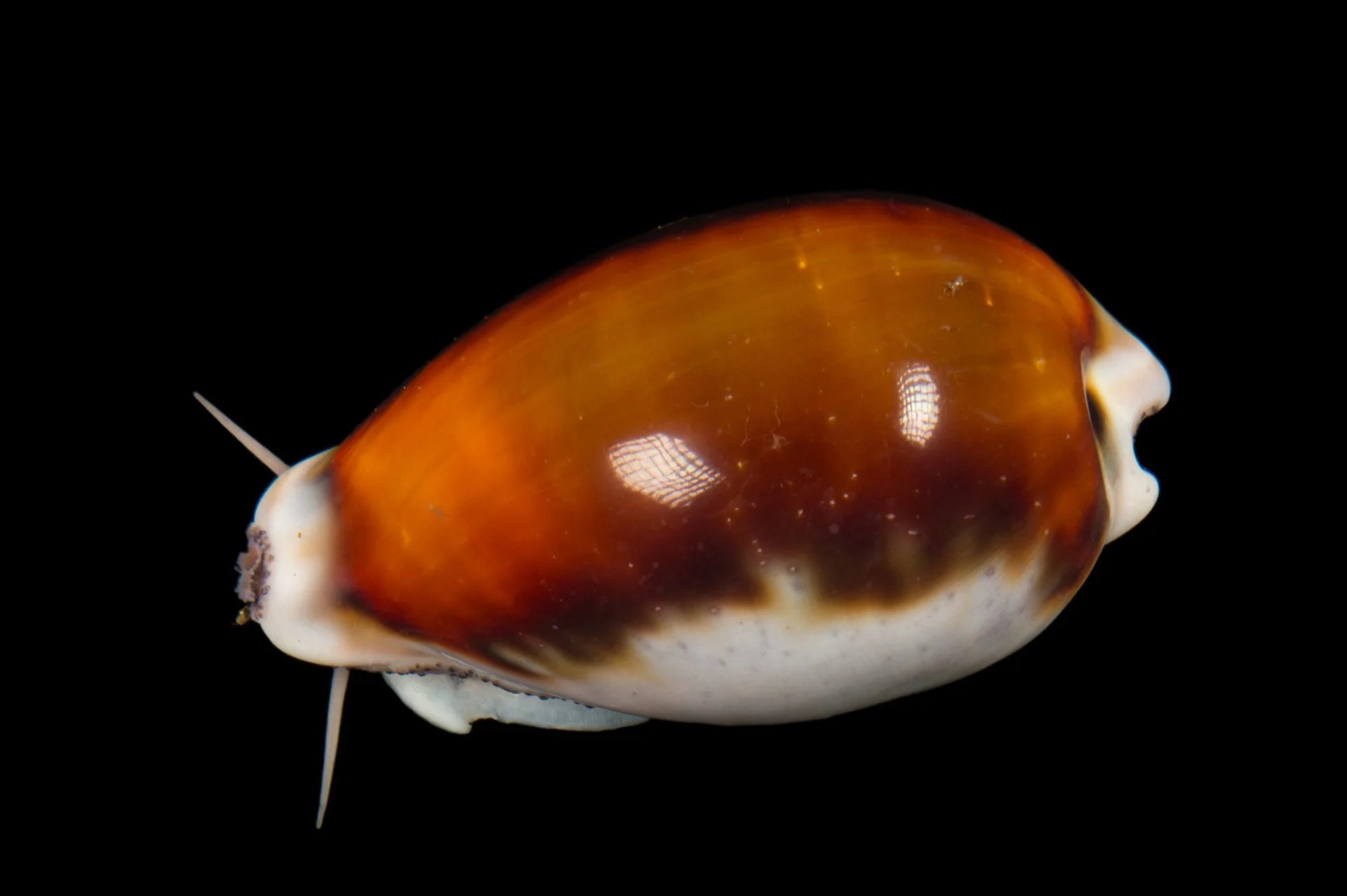 Chestnut Cowry Chestnut Cowrie Snail – Hydros Aquatics