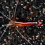 Cleaner Shrimp