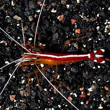 Cleaner Shrimp
