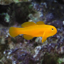 Yellow clown Goby