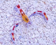 Gold Coral Banded Shrimp
