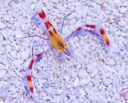 Gold Coral Banded Shrimp