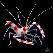 Coral Banded Shrimp