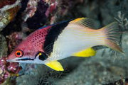 Coral Hogfish