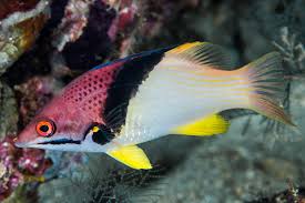 Coral Hogfish