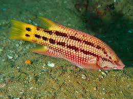 costa rican hogfish