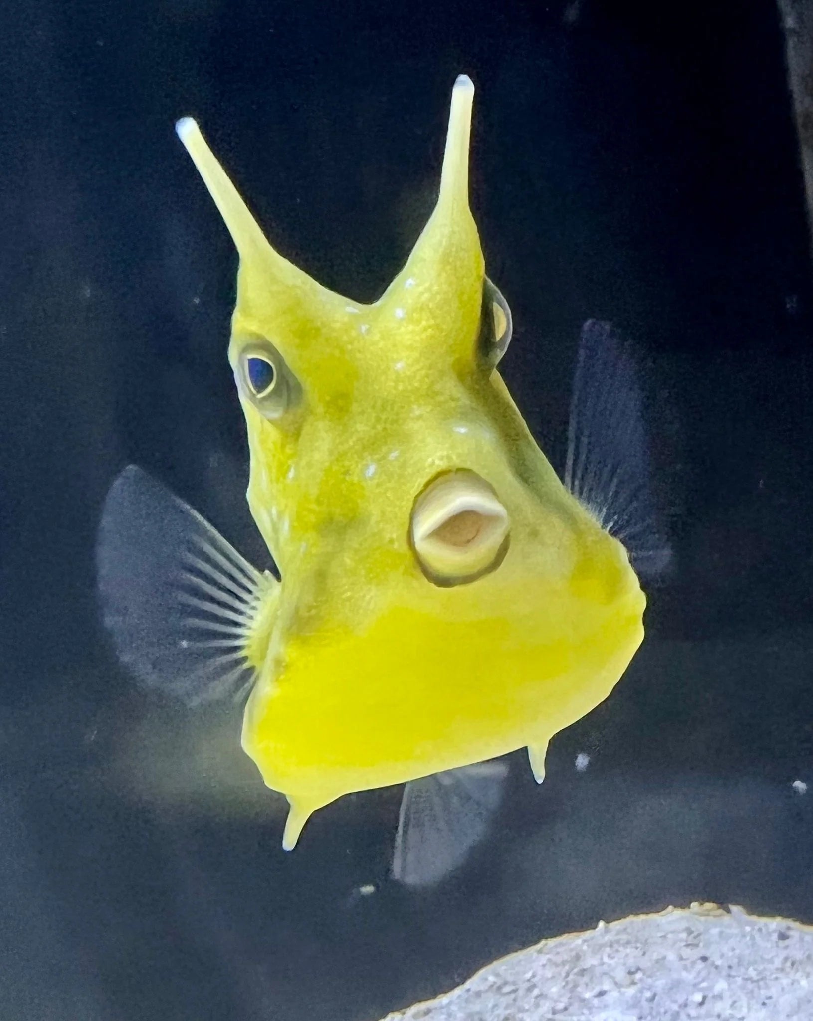 Cow Fish