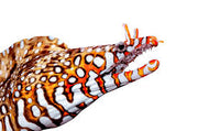 Japanese Dragon Eel