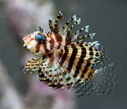 Dwarf lion fish