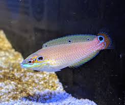 Earmuff Wrasse