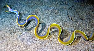 Blue Ribbon Eel