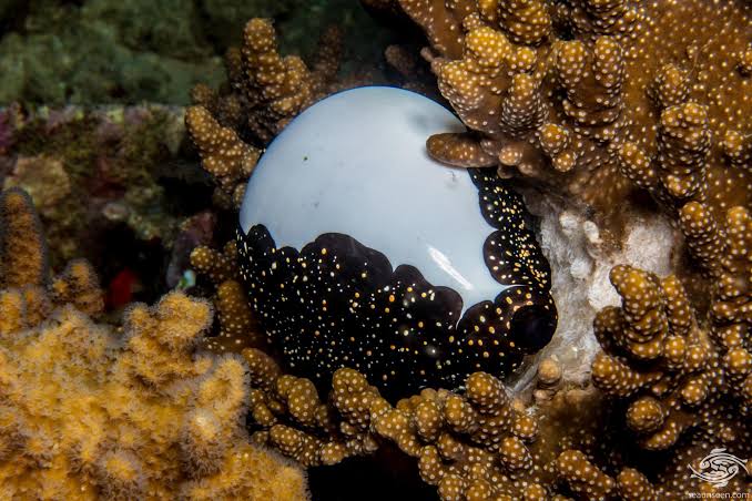 Egg Cowrie