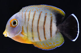 Mimic Eibli Tang