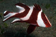 Emperor Snapper