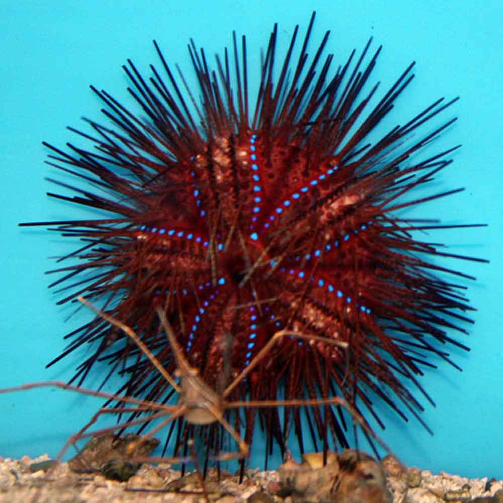 Fire Urchin