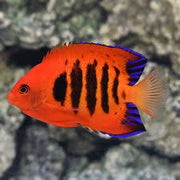 Flame Angel Fish