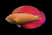 Eightline Flasher Wrasse