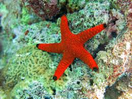 Red Formia Starfish