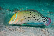 Formosa Wrasse