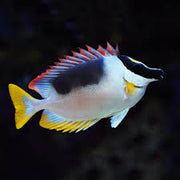 Magnificent FoxFace Rabbit Fish