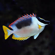 Magnificent FoxFace Rabbit Fish