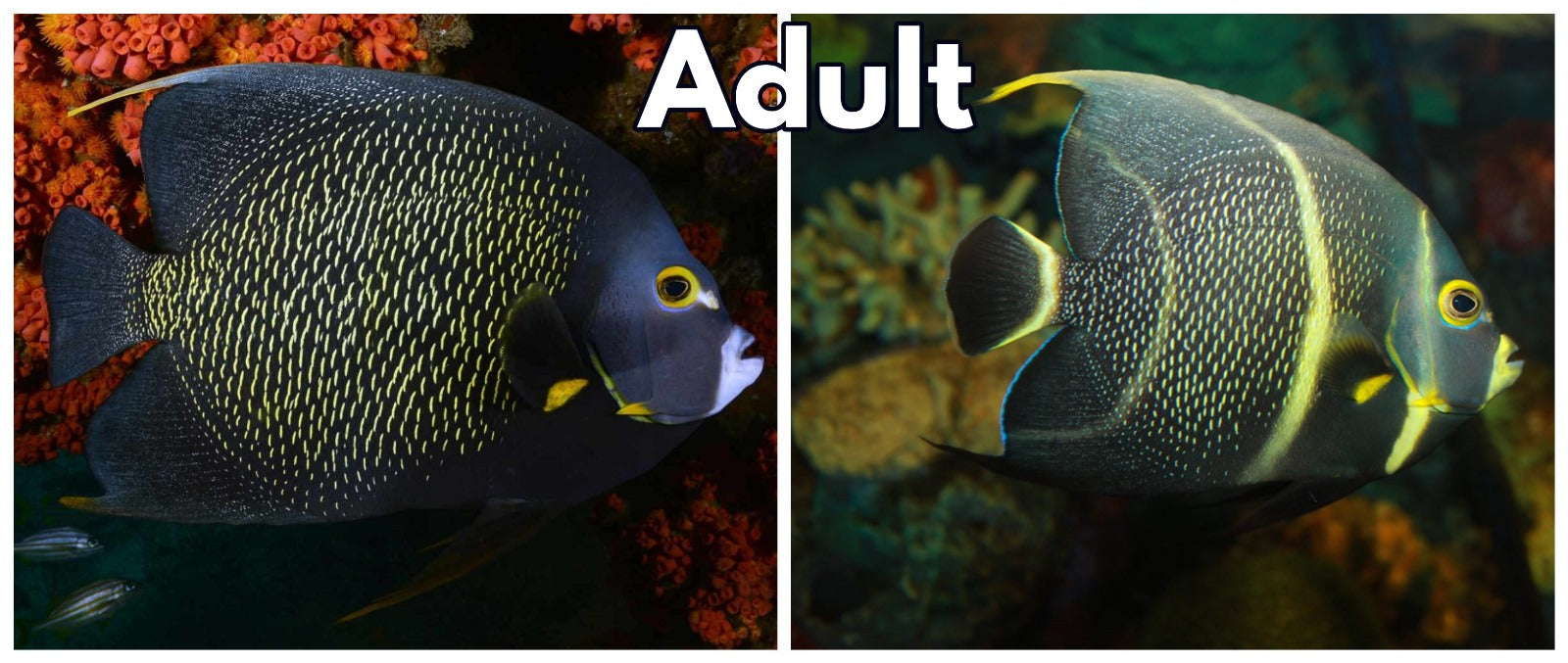 French Angel Fish