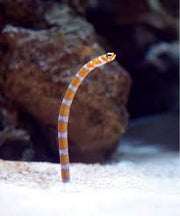 Splendid Garden Eel